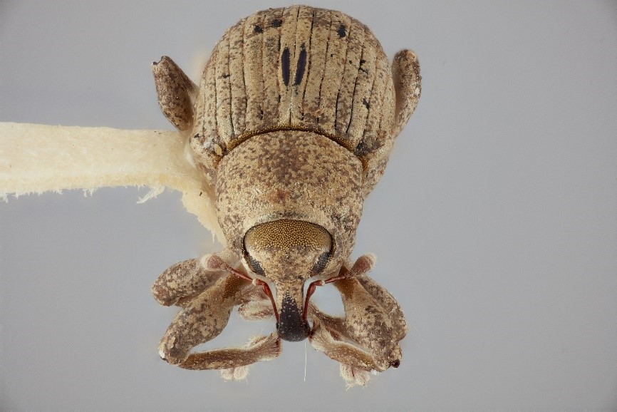 Biocontrol figure 2jpg